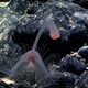A hydroid exploring Leoso Seamount. (Image courtesy of the NOAA Office of Ocean Exploration and Research, 2017 American Samoa)